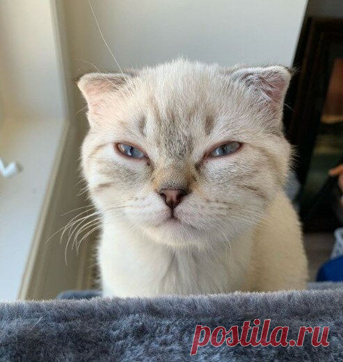 КотоТерапия, часть 2. Забавные котики для хорошего настроения. Улыбитесь! )) | Мечтательная кошка | Яндекс Дзен
