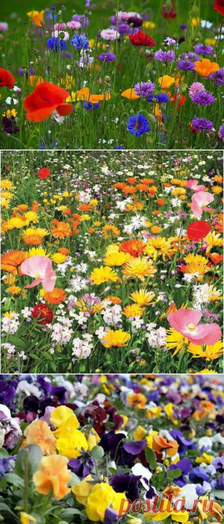 Все цвета радуги.