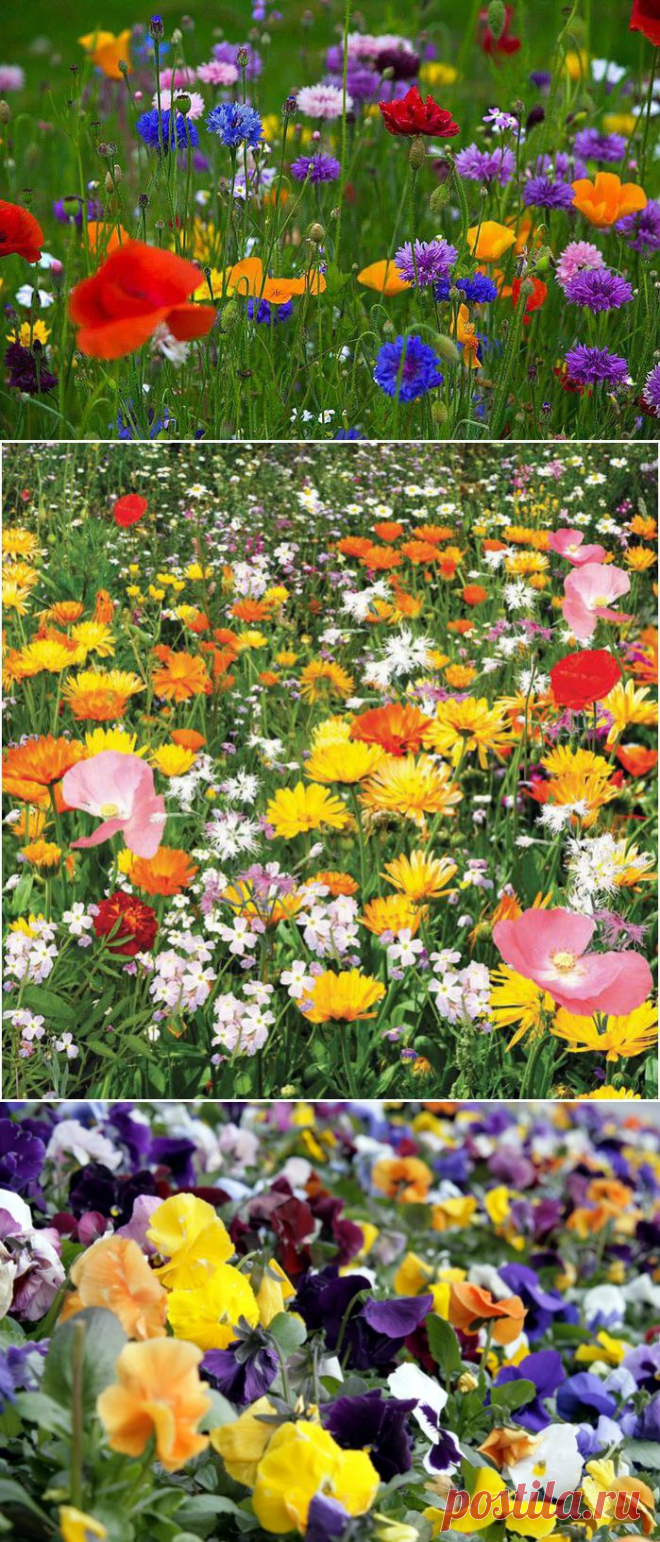 Все цвета радуги.