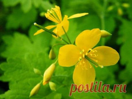 Настойка чистотела на водке – Средство от ста болезней О таком лекарственном растении как чистотел, слышал, пожалуй, каждый. С незапамятных времен народные средства, изготавливаемые на основе чистотела, помогают справиться с множеством болезней. А все благодаря тому, что основу этого лекарственного растения составляют более 20 ядовитых веществ, способных уничтожать болезнетворные микроорганизмы и бактерии в человеческом организме.