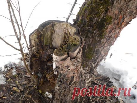 Как омолодить старую яблоню