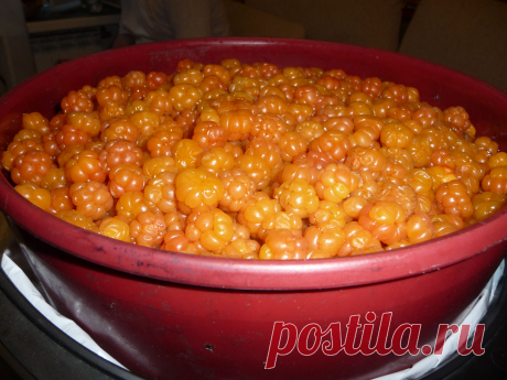 Наша северная малина==морошка!