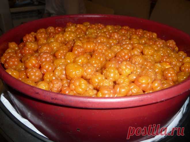 Наша северная малина==морошка!