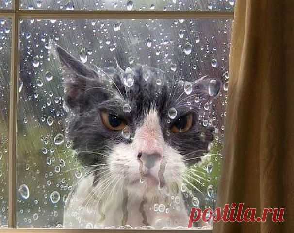 Одноклассники