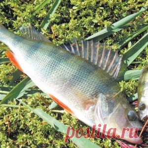 За хищником на малые реки - МирТесен