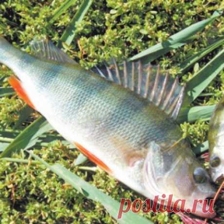 За хищником на малые реки - МирТесен