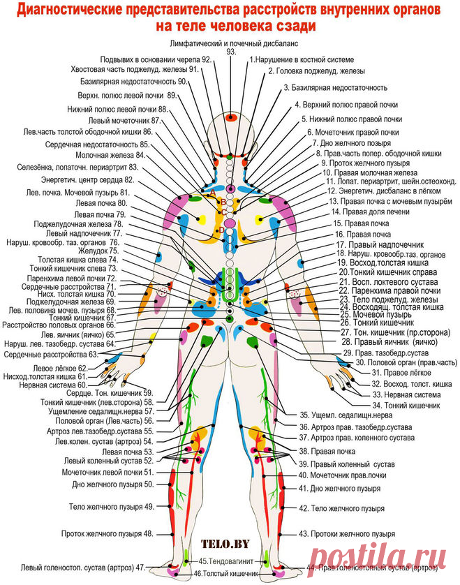 Как расположены внутренние органы человека, фото?