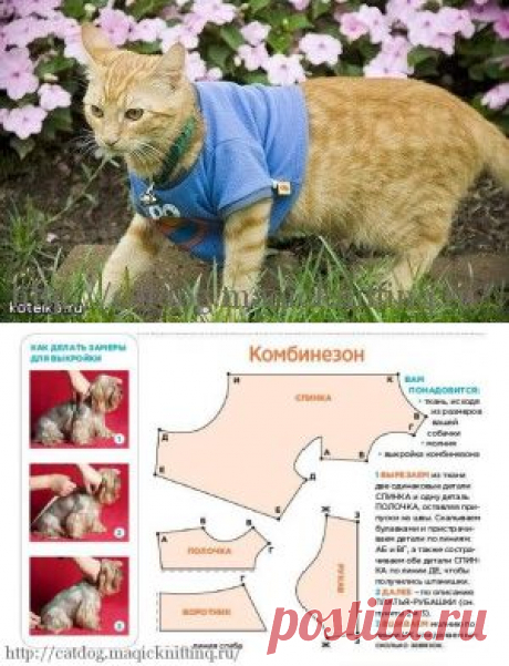 Одежда для кошек своими руками