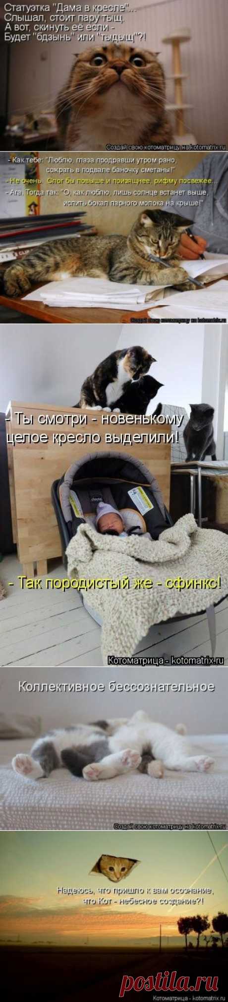 Новая котоматрица на Бугаге (36 фото)