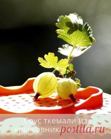 Соус ткемали из крыжовника на зиму — Дачный участок