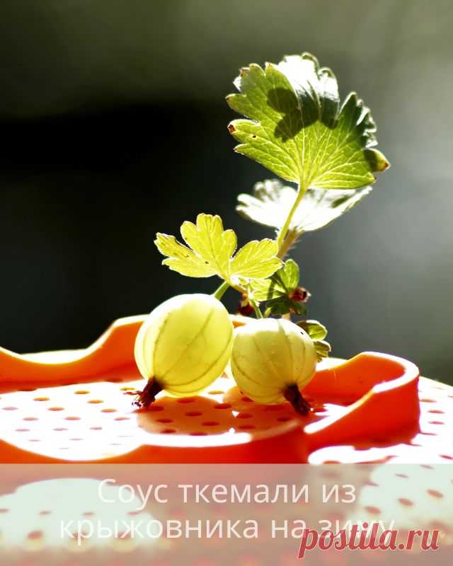 Соус ткемали из крыжовника на зиму — Дачный участок