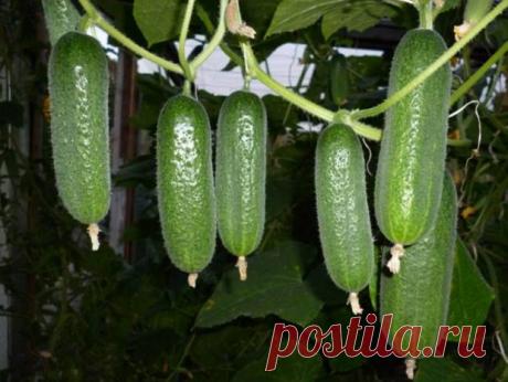 Почему желтеют завязи огурцов в теплице, и что делать в таком случае