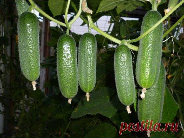 Почему желтеют завязи огурцов в теплице, и что делать в таком случае