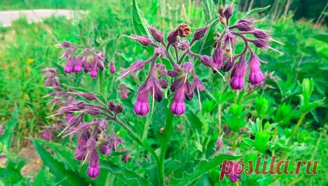 Лекарственное растение Окопник (Symphytum officinale). Многолетнее грубо-опушенное растение высотой от 30 до 100 см,с сильно пахнущим стержневым корнем. Стебель внизу сильно разветвлен. Прикорневые листья собраны большими пучками. Стеблевые листья ланцетные, длиной до 25 см, редко-опушенные, верхние низбегающие, доходящие до следующего листа на стебле. Соцветие сначала закручено в спираль; по мере распускания цветков оно раскручивается. Венчик длиной до 1,5 см бывает самой разной окраски.