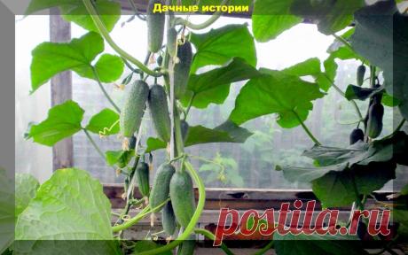 Огурцы в теплице до октября. Шесть агроприемов сохранения урожая и продления плодоношения | ДАЧНЫЕ ИСТОРИИ