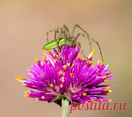 Green Lynx Spider (Peucetia viridans) I watched this spider wait in ambush mode for three days. This evening at dusk  I noticed that it had finally captured a meal. San Diego County, CA.