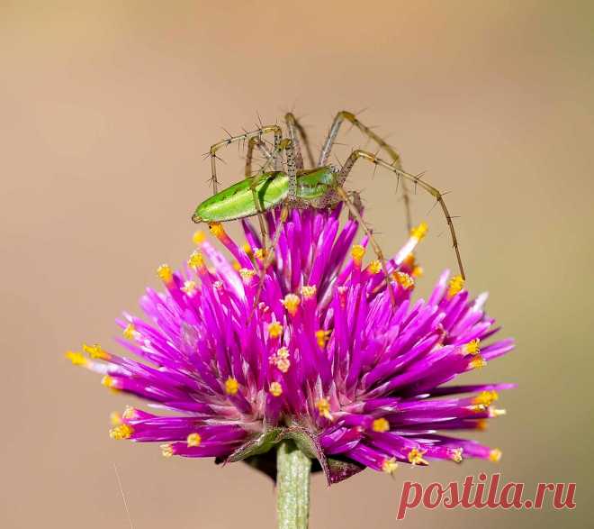 Green Lynx Spider (Peucetia viridans) I watched this spider wait in ambush mode for three days. This evening at dusk  I noticed that it had finally captured a meal. San Diego County, CA.