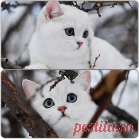 Задумчивая красота