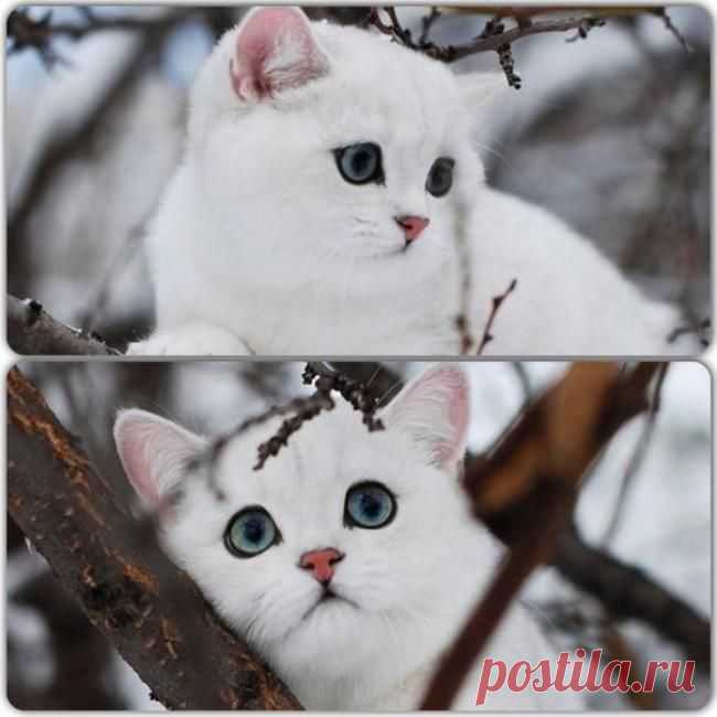 Задумчивая красота