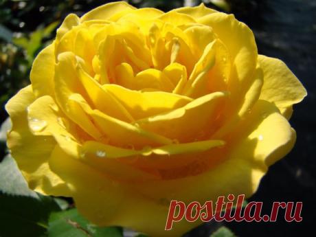 Венера Люкманова