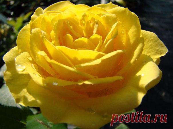 Венера Люкманова