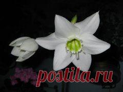 ЦВЕТИКИ МОИ....