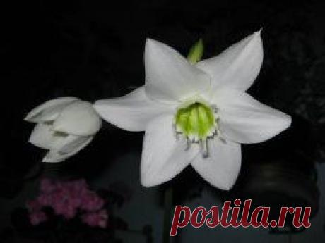 ЦВЕТИКИ МОИ....