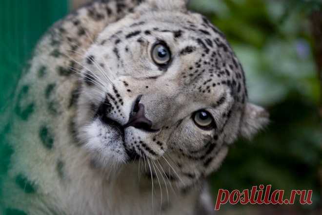 Очень забавные фото животных с эмоциями — найдите на них себя | WWF России | Яндекс Дзен
