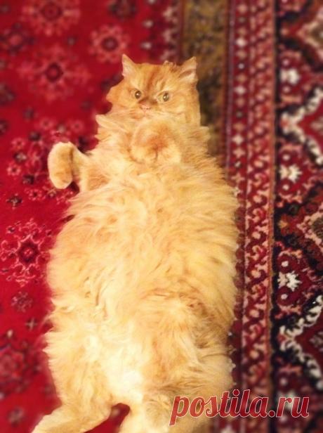 Любимица Алиса!!!