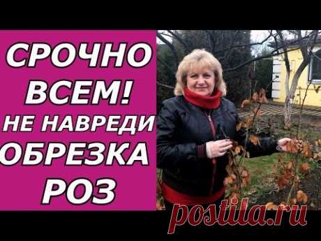 Не навреди !!! Весенняя обрезка чайно - гибридной розы .