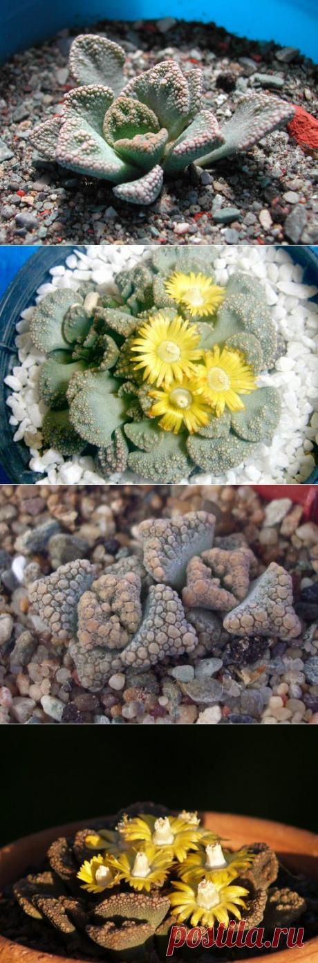 Титанопсис - дитя пустыни | САД НА ПОДОКОННИКЕ