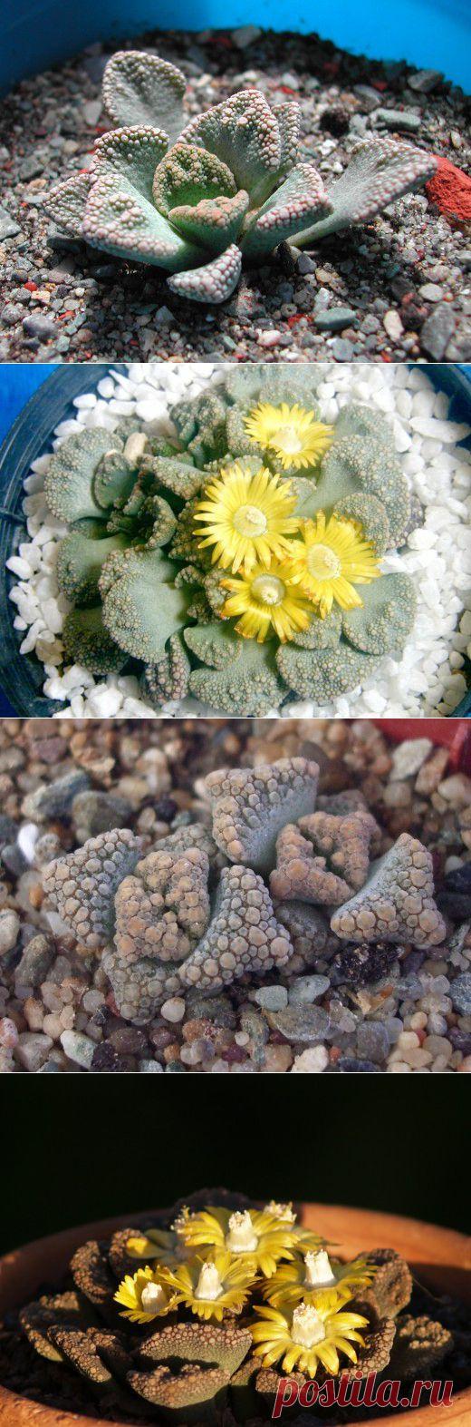 Титанопсис - дитя пустыни | САД НА ПОДОКОННИКЕ