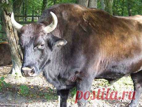 Гибрид зубра с домашним скотом