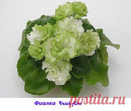 Фото и названия сортов комнатных фиалок