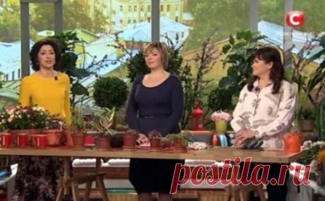 Все буде добре: ТОП-3 признака, что вашим цветам нужна пересадка - tv.ua