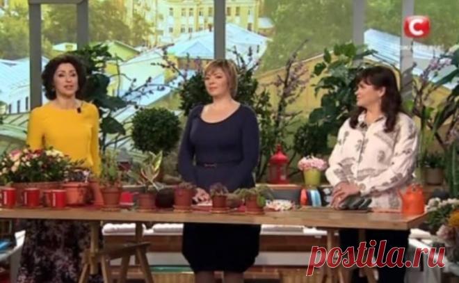 Все буде добре: ТОП-3 признака, что вашим цветам нужна пересадка - tv.ua