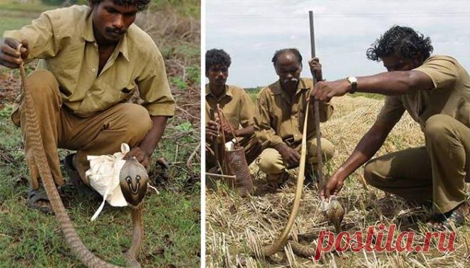 Ловцы змей: как в племени ирула освоили смертельно опасный промысел | Чёрт побери Когда в цирке выступают укротители змей, зрители смотрят на них с замиранием сердца. Однако мало кто знает, что в Индии есть племя, которое специализируется на ловле очковых кобр, самых опасных змей на планете. Эти люди называют себя ирула, они с детства учатся охоте на пресмыкающихся, и знают все о том, как уберечься от змеиного укуса и как «доить» рептилий, чтобы собирать ценный яд!   В пле...