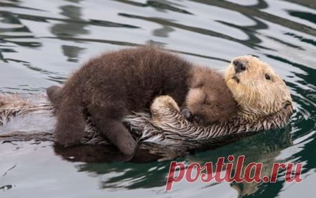 #WOMENSART on Twitter: "'Sea otter and pup' by Suzi Eszterhas, award-winning wildlife photographer known for documenting animal family groups #womensart https://t.co/lOJBapKDtm" / Twitter