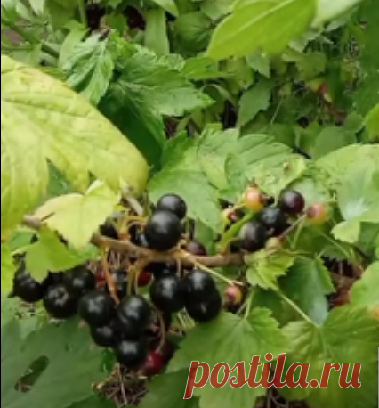 Смородина. Уход за кустами после плодоношения | уДачные эксперименты | Дзен