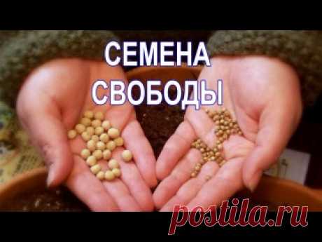 Семена Свободы Фильм рассказывает как транснациональные корпорации уничтожают местные, устойчивые семена гибридами и ГМО. И разрушают тем самым сообщества людей, живущих веками на этой территории. И как важно сохранить нам свои семена и наши культурные, устойчивые сообщества. Фильм переведен Святославом Макаровым..