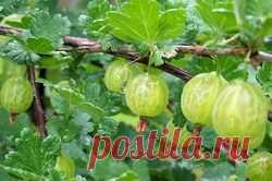 Мозаика крыжовника - мозаика крыжовника, как бороться с мозаикой крыжовника