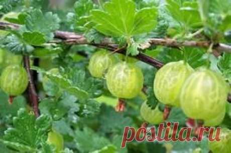 Мозаика крыжовника - мозаика крыжовника, как бороться с мозаикой крыжовника