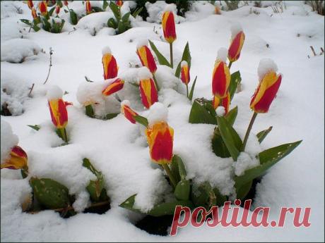 Опять идет снег....