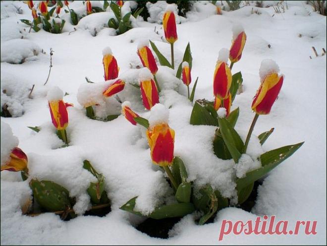 Опять идет снег....