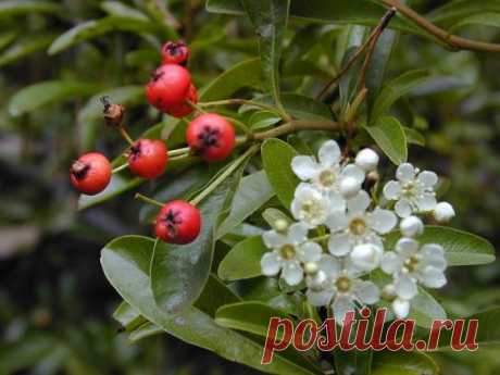 Пираканта, выращивание | Дача, дом