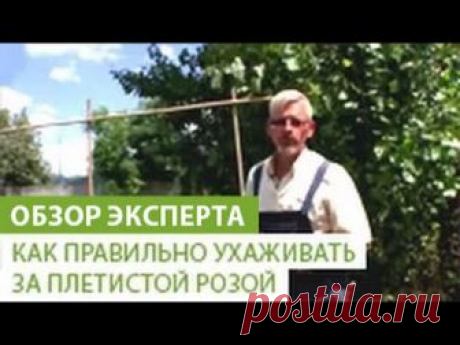 Плетистая роза – посадка и уход в открытом грунте, советы и рекомендации опытного садовода — Полезные советы
