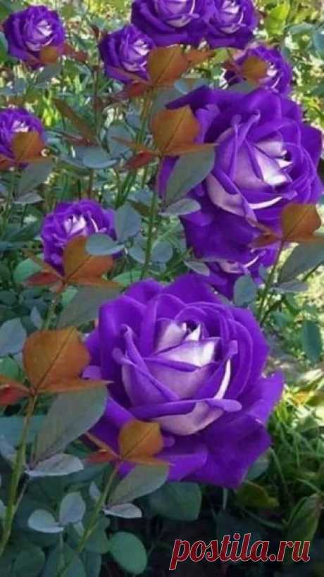 ЛЕЧЕБНЫЕ СВОЙСТВА ЯБЛОЧНОГО УКСУСА