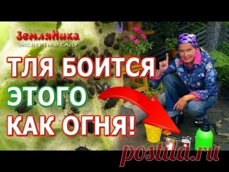 Супер способ как УНИЧТОЖИТЬ ВСЮ ТЛЮ на своем участке! Как избавиться от тли без химии! - YouTube