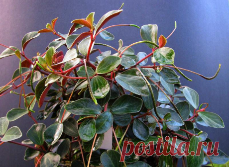 Пеперомия (Peperomia) хорошо подходит для выращивания в качестве красивого пышного комнатного цветка. Многие виды этих эпифитных культур имеют привлекательную листву с глянцевыми листьями различных форм, размеров и расцветок. Но какие особенности этих растений и как их выращивать в домашних условиях? На все эти вопросы и больше вы узнаете в нашей статье.