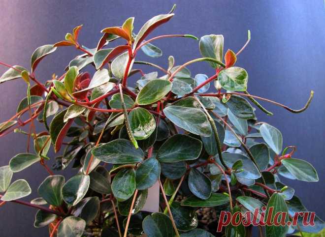 Пеперомия (Peperomia) хорошо подходит для выращивания в качестве красивого пышного комнатного цветка. Многие виды этих эпифитных культур имеют привлекательную листву с глянцевыми листьями различных форм, размеров и расцветок. Но какие особенности этих растений и как их выращивать в домашних условиях? На все эти вопросы и больше вы узнаете в нашей статье.